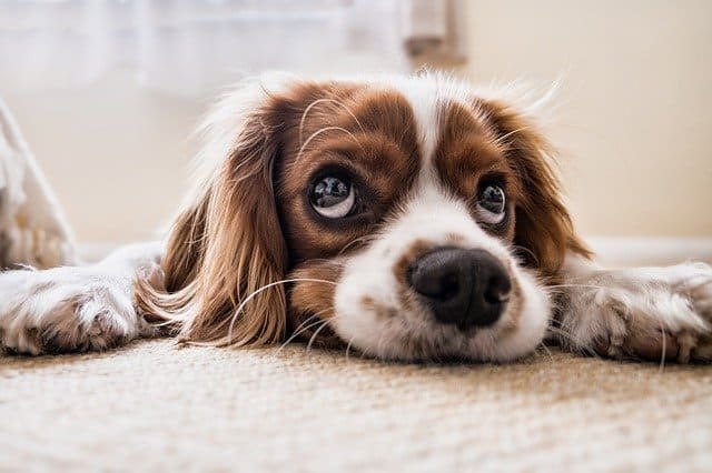 How often should you clean your carpet?