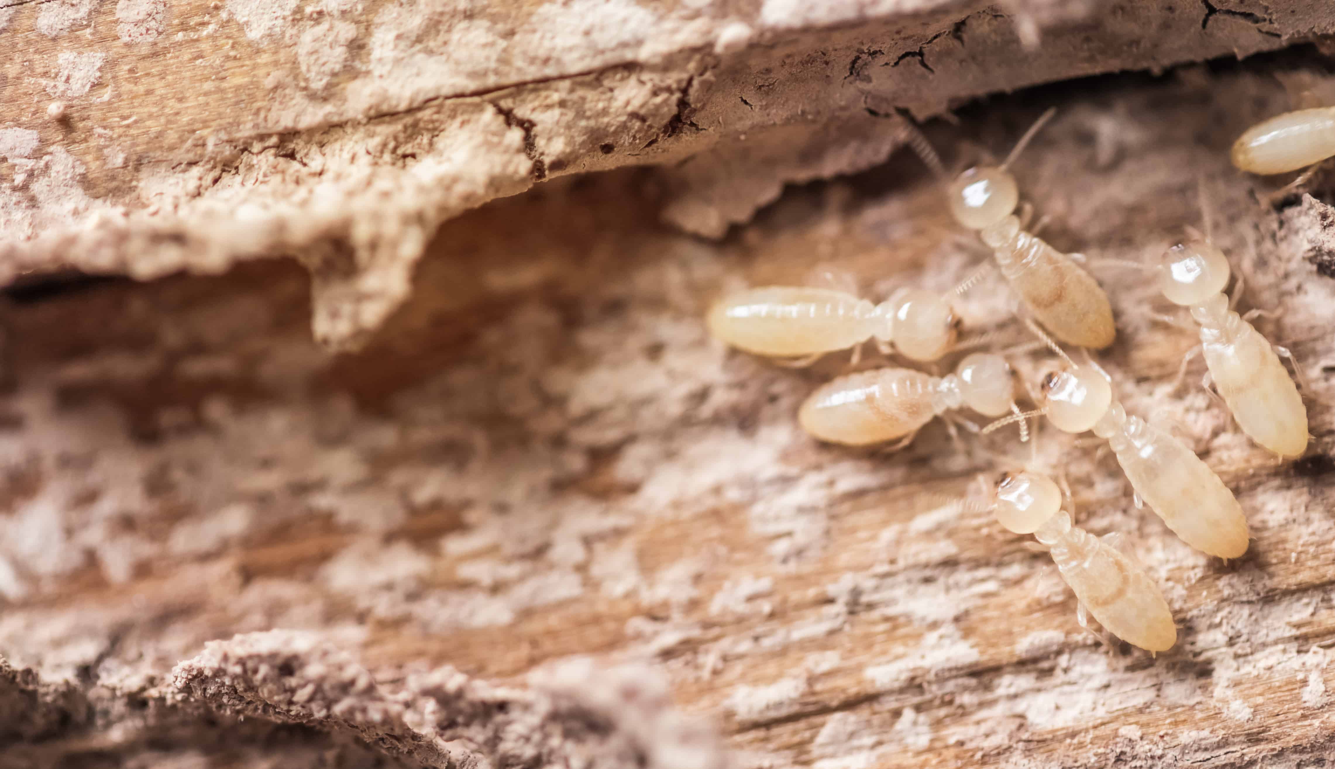 What does termite damage look like?