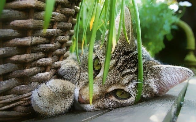 Some plants are poisonous to cats