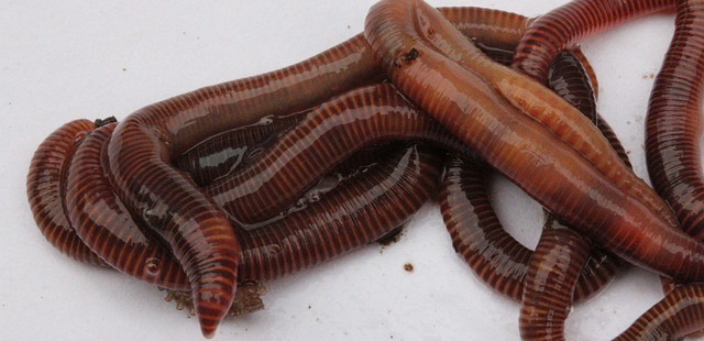 Composting With Worms: Vermiculture 101